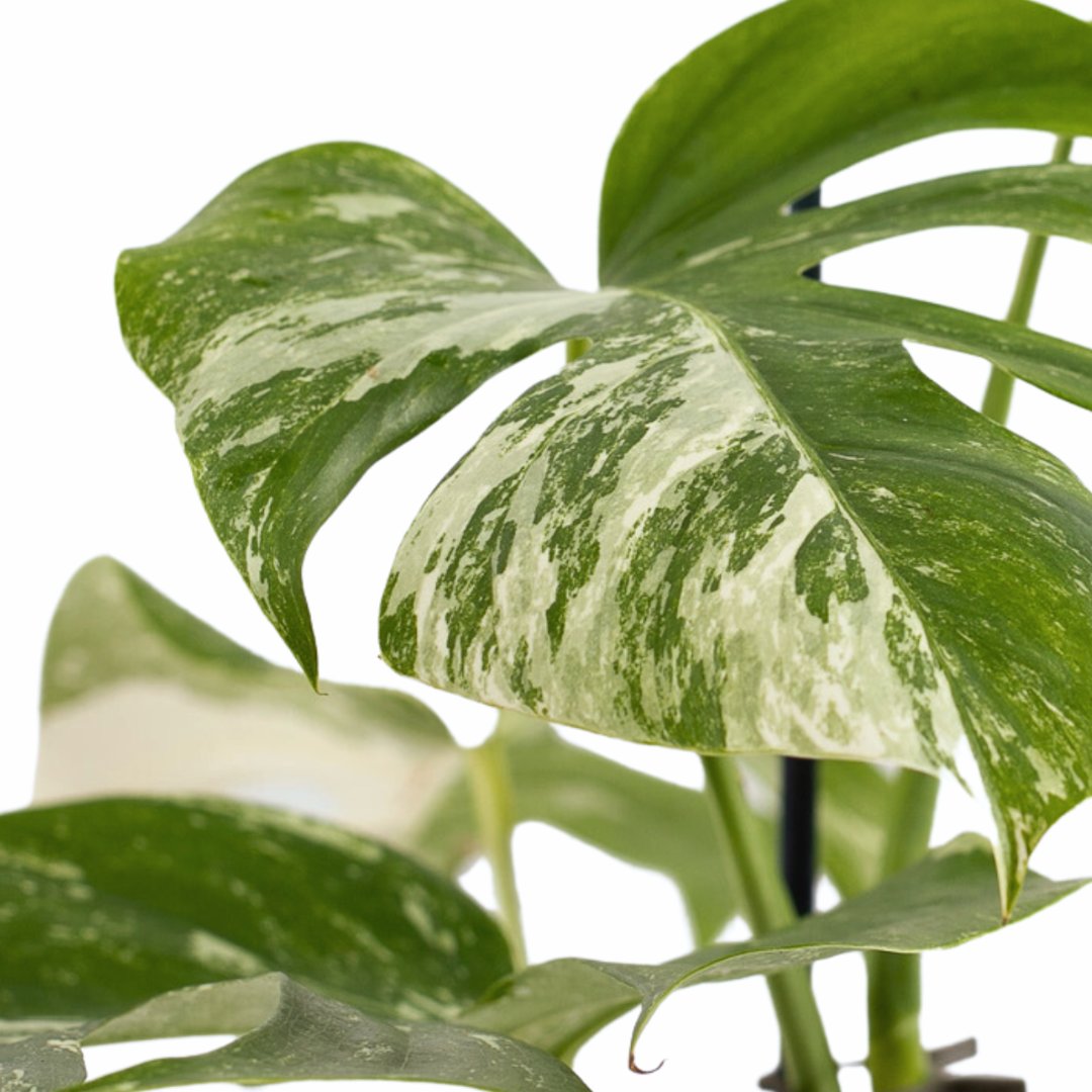 Monstera | Gatenplant