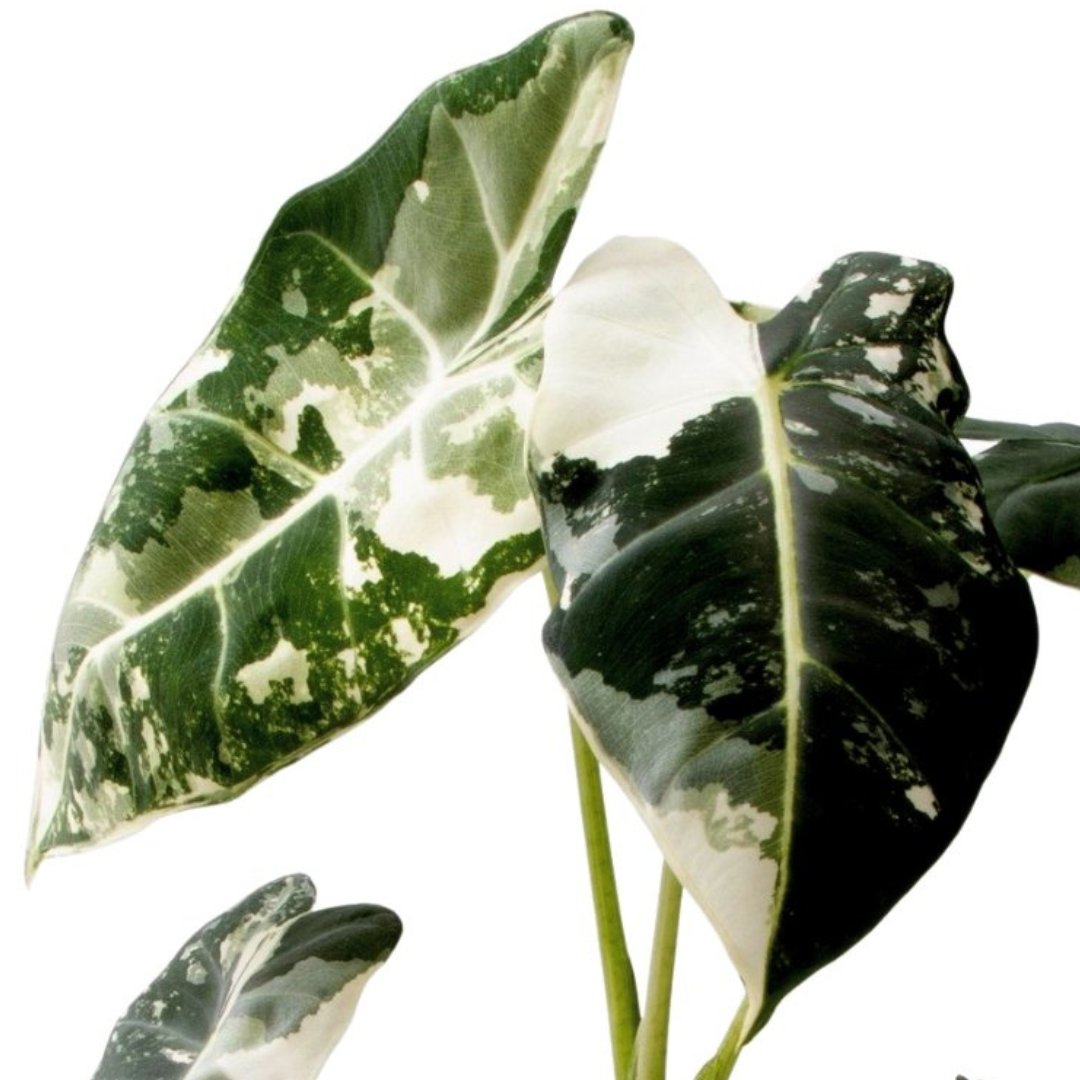 Alocasia | Olifantsoor - Dau