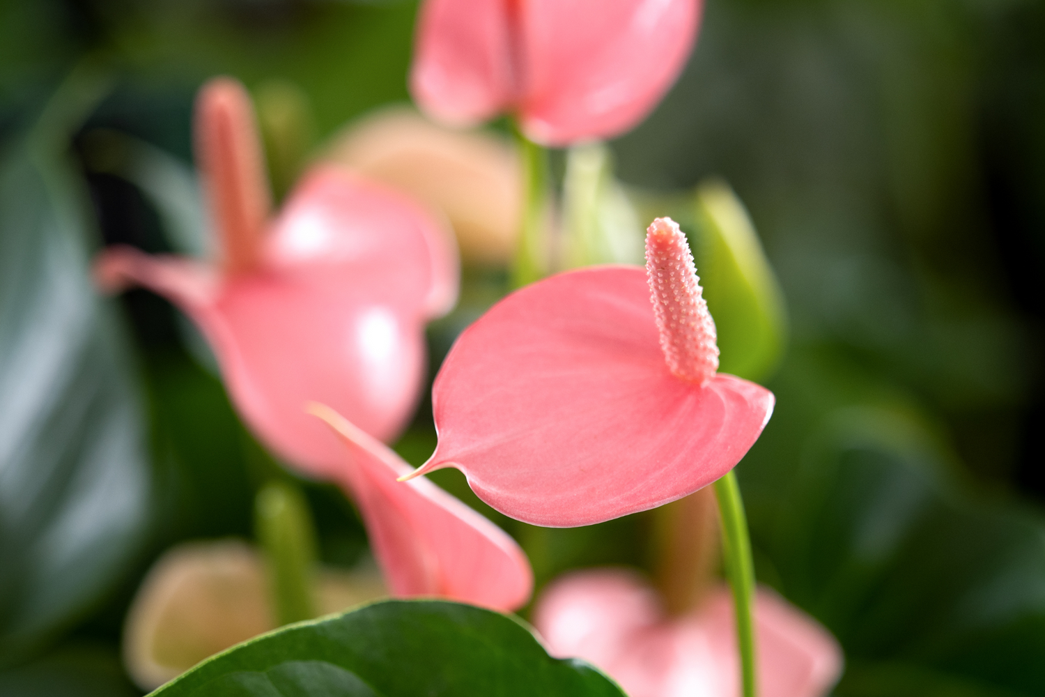 Anthurium