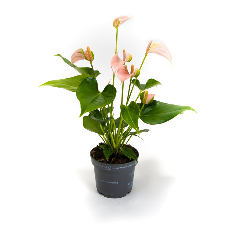 #product-name# - #shop-name#