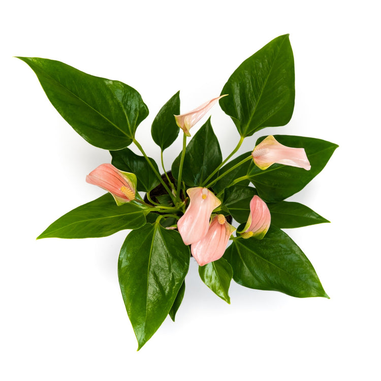 #product-name# - #shop-name#