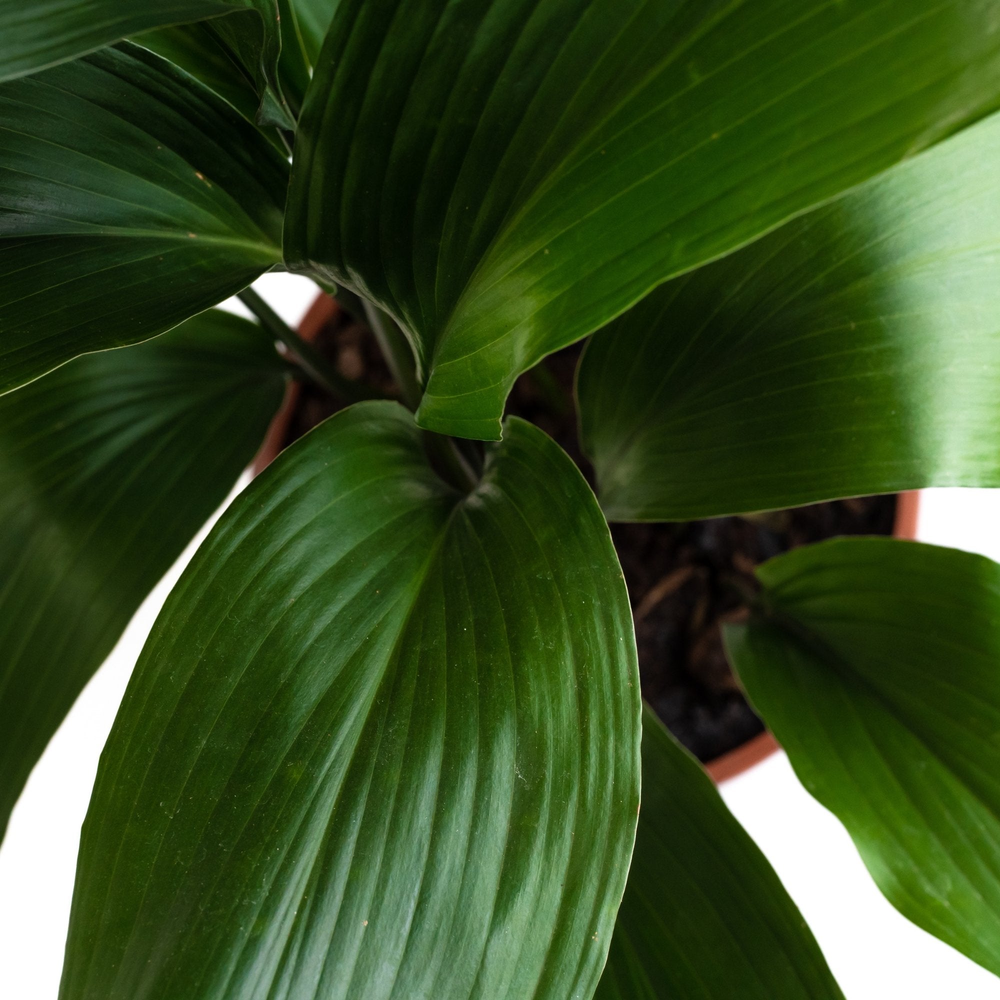 Aspidistra elatior: Verzorging & tips - Dau