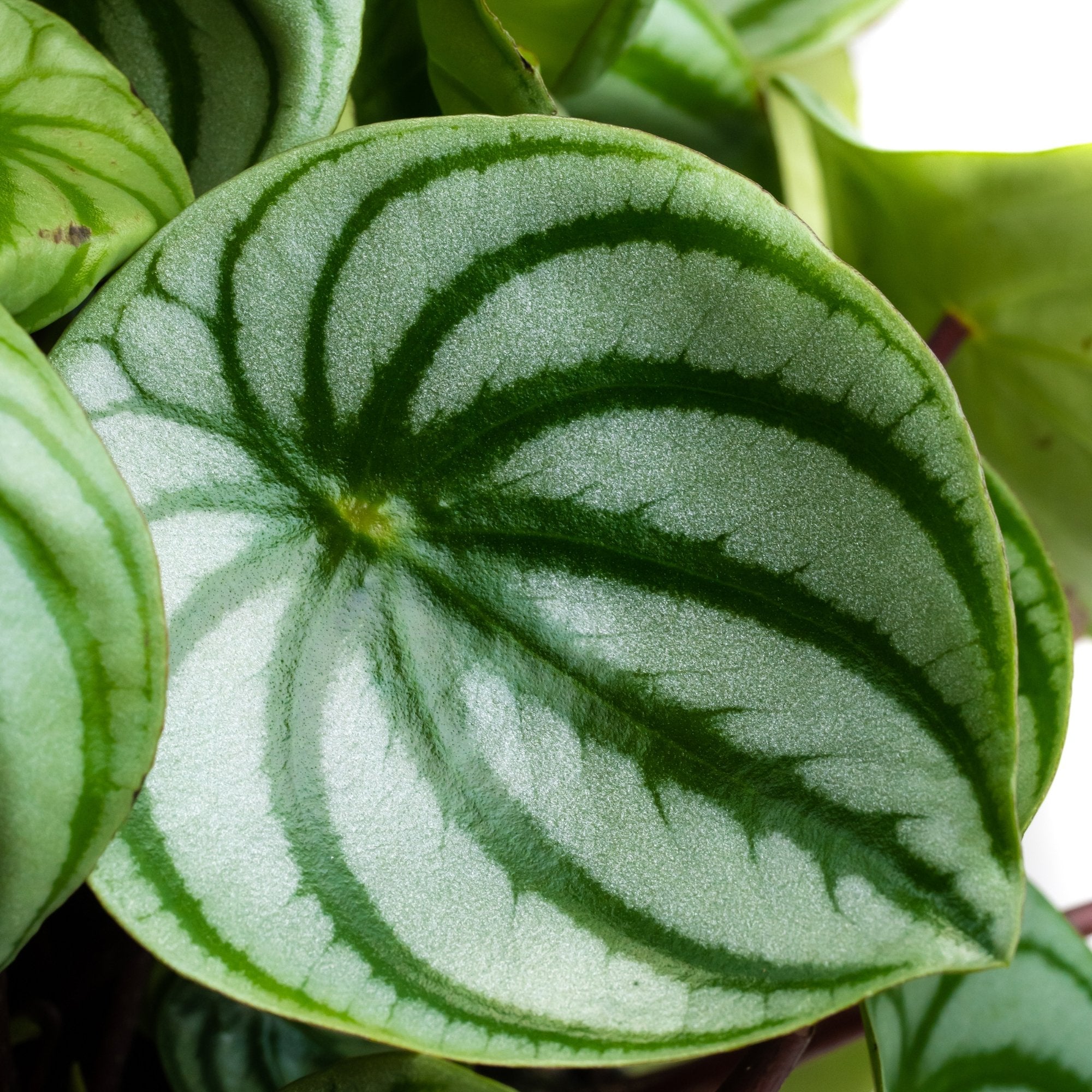 Peperomia argyreia: Verzorging & weetjes - Dau