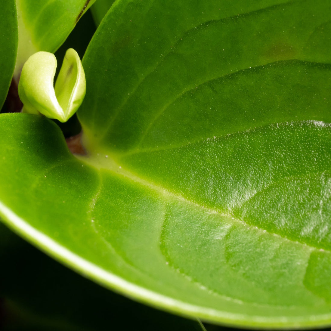 Peperomia obtusifolia: Verzorging & weetjes - Dau
