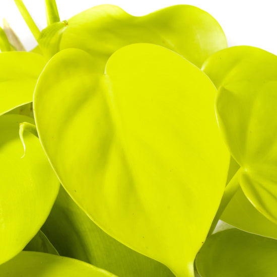 Philodendron ‘Micans Lime’: Verzorging & weetjes - Dau