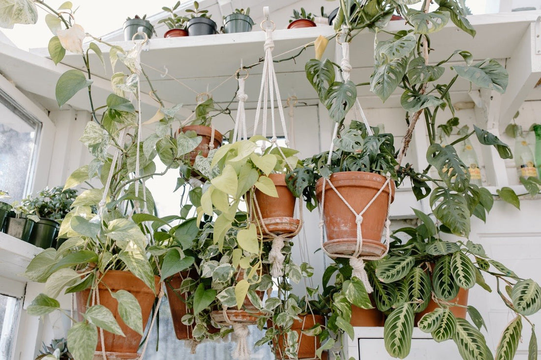 Voeg een vleugje groen toe: ideeën en tips voor hangplanten in huis - Dau