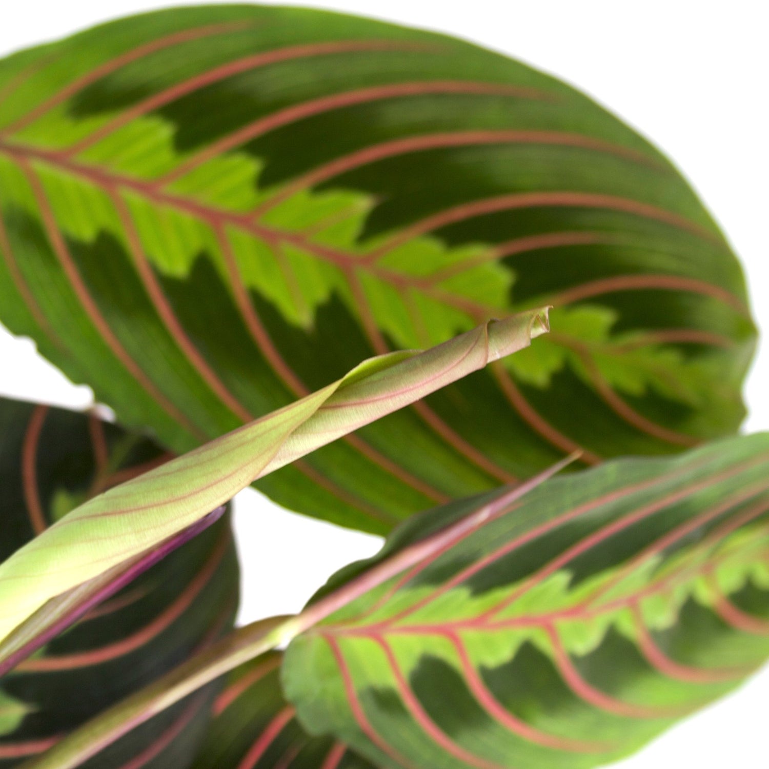 Maranta