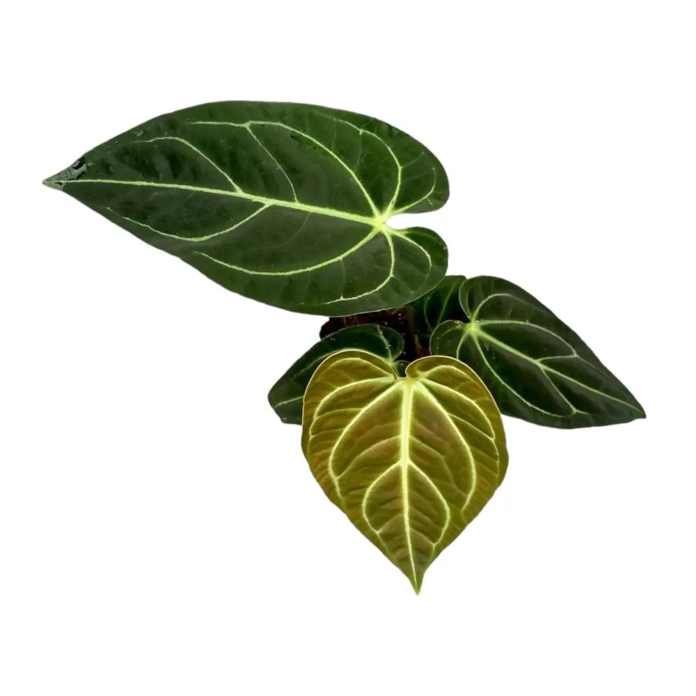 Anthurium regale | klein