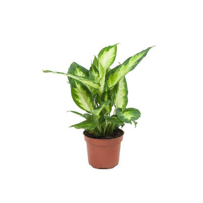 Dieffenbachia &