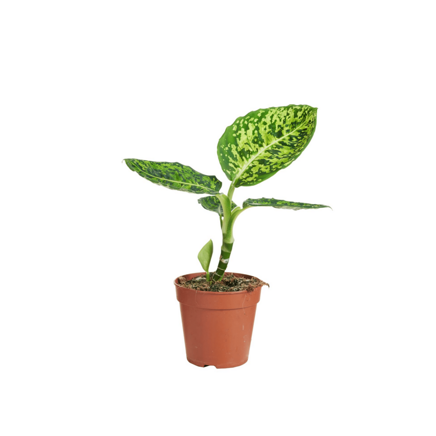 Dieffenbachia &