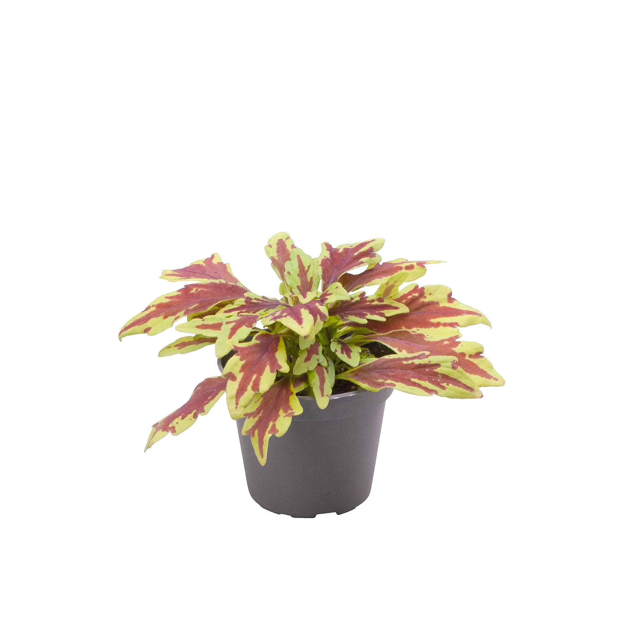 Coleus &