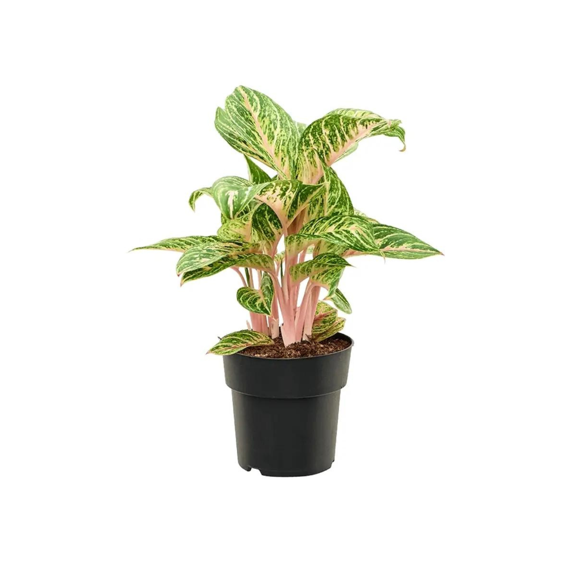 Aglaonema &