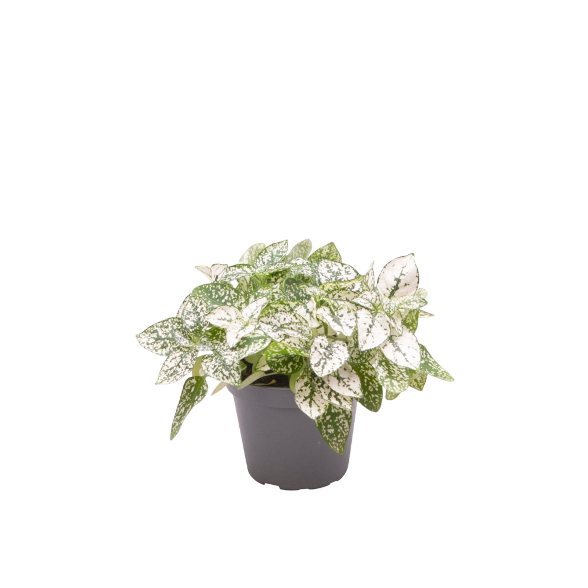 Hypoestes phyllostachya &