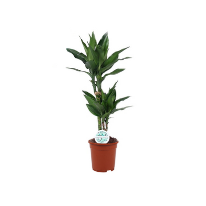 Dracaena &