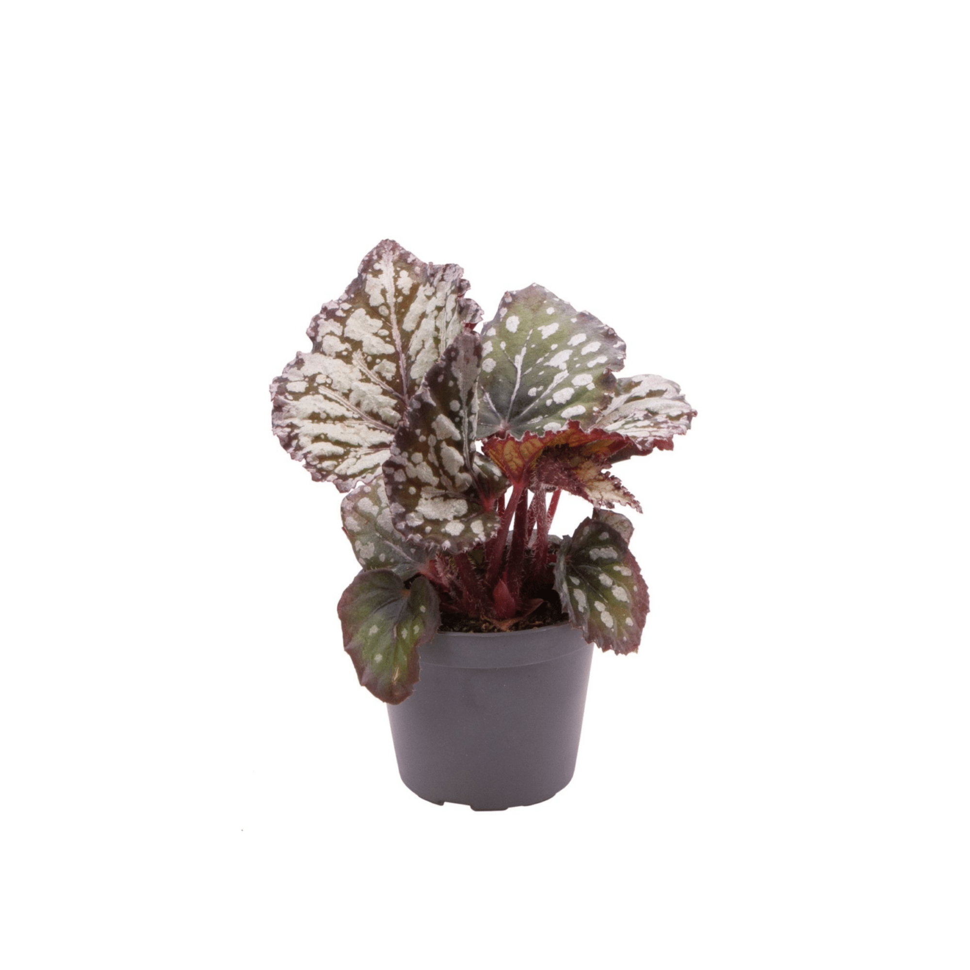 Begonia rex &