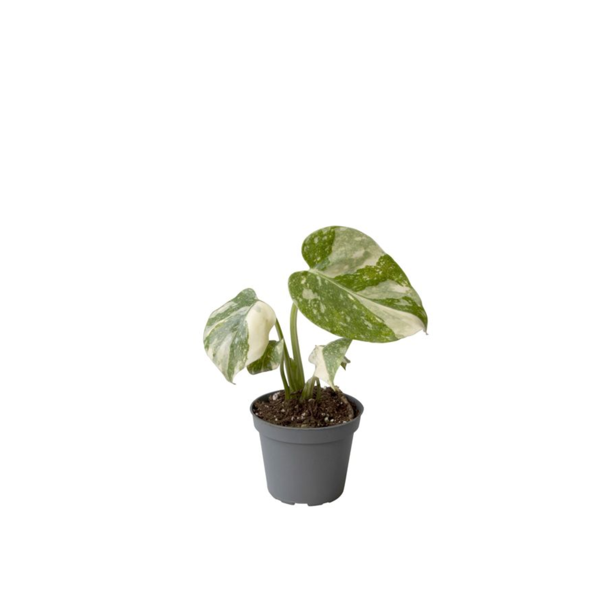 Monstera deliciosa &