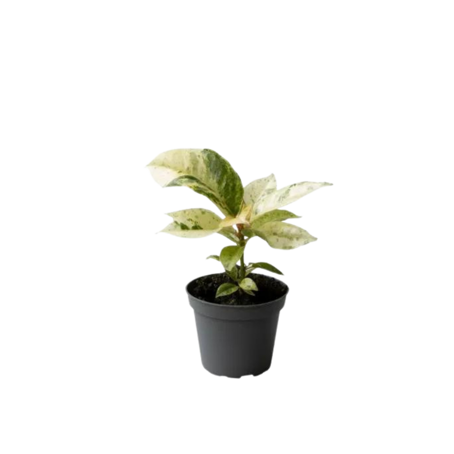 Ficus elastica &