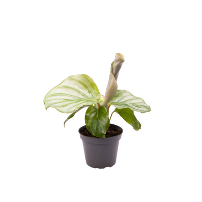 Calathea orbifolia | stekje