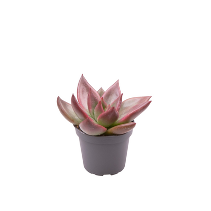 Echeveria &