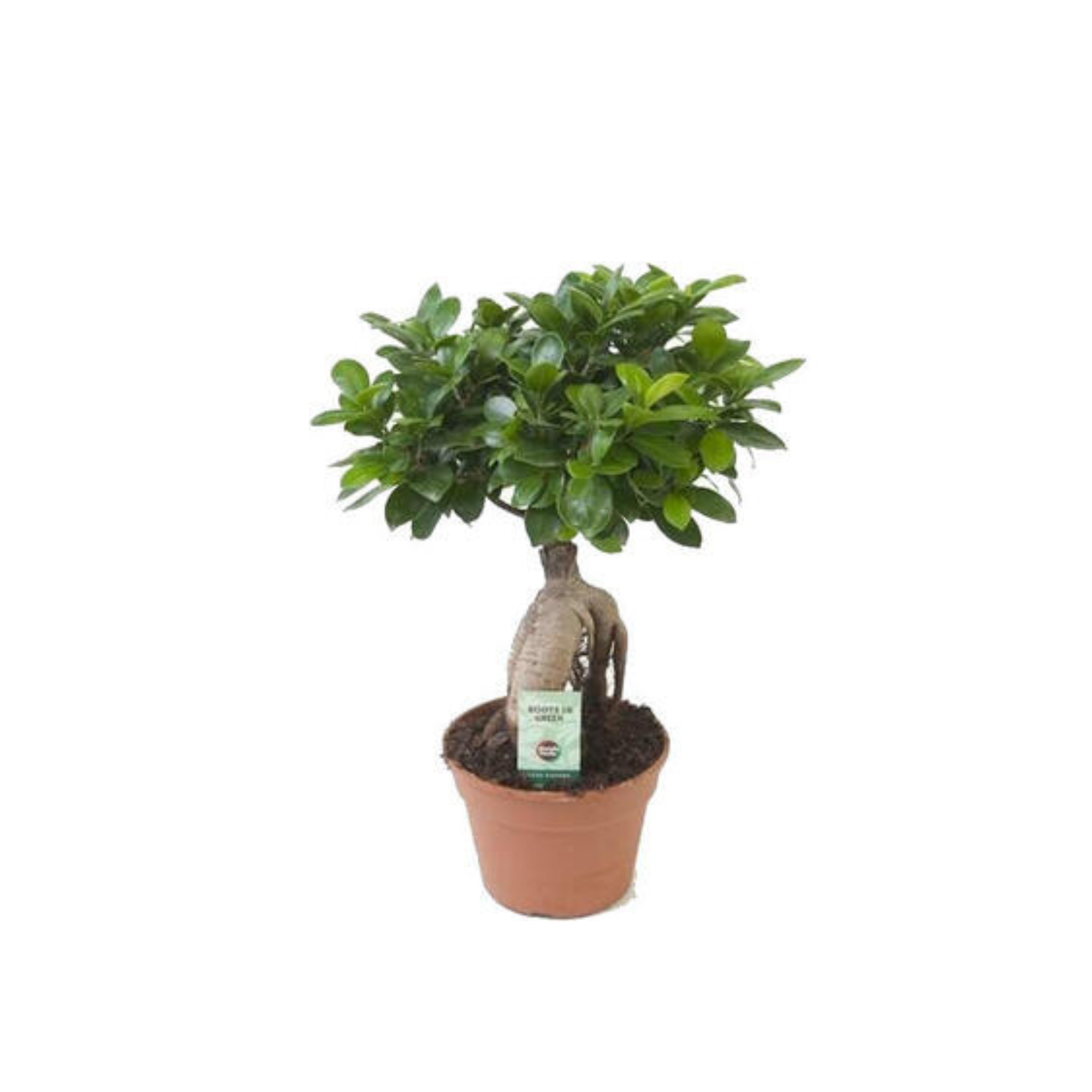 Ficus microcarpa &