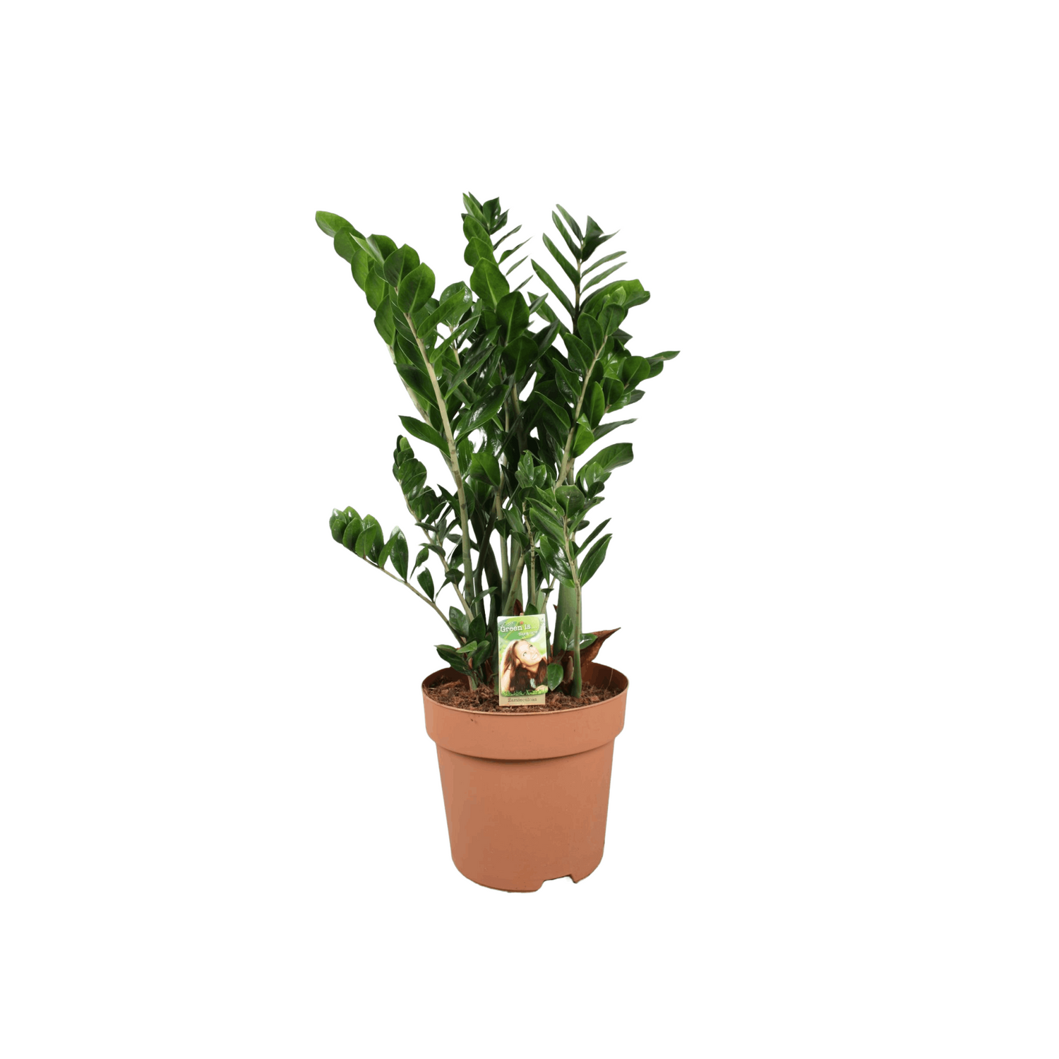 Zamioculcas zamiifolia | groot