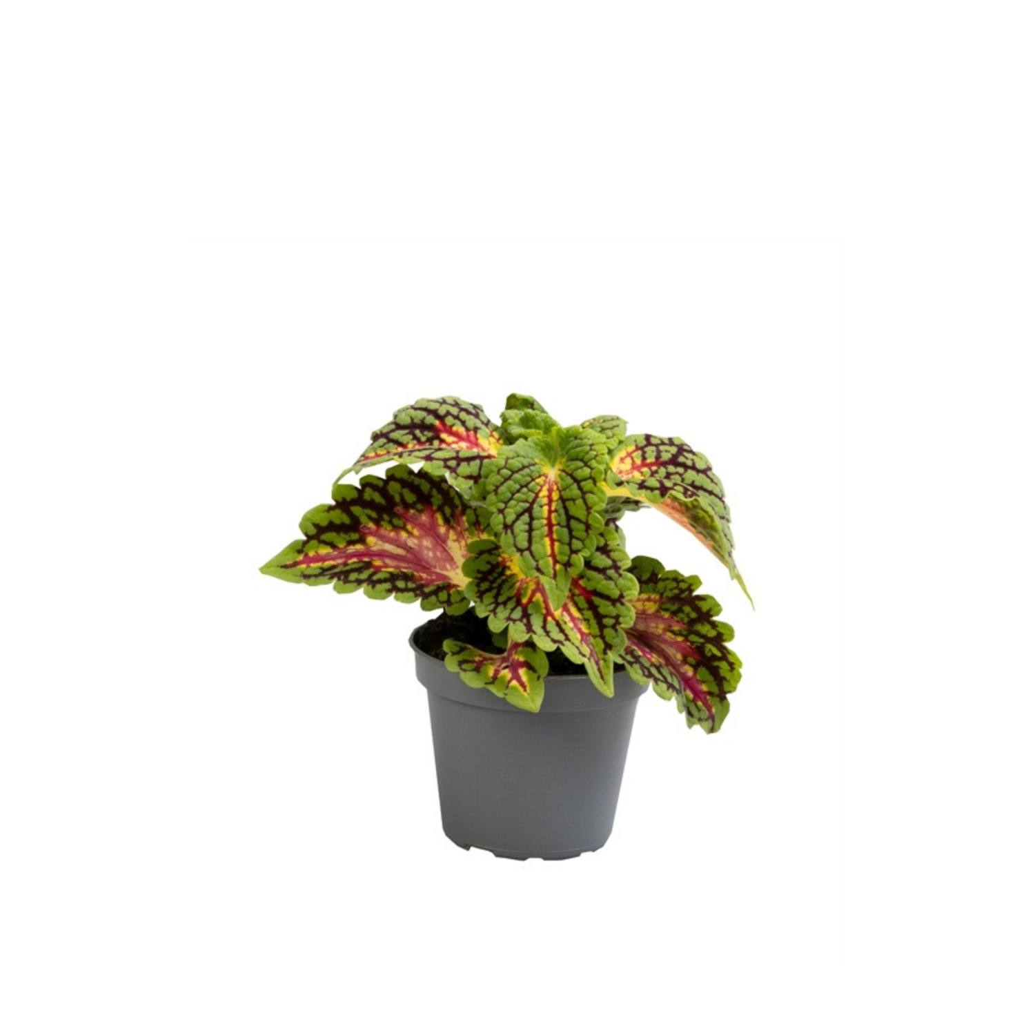 Coleus &