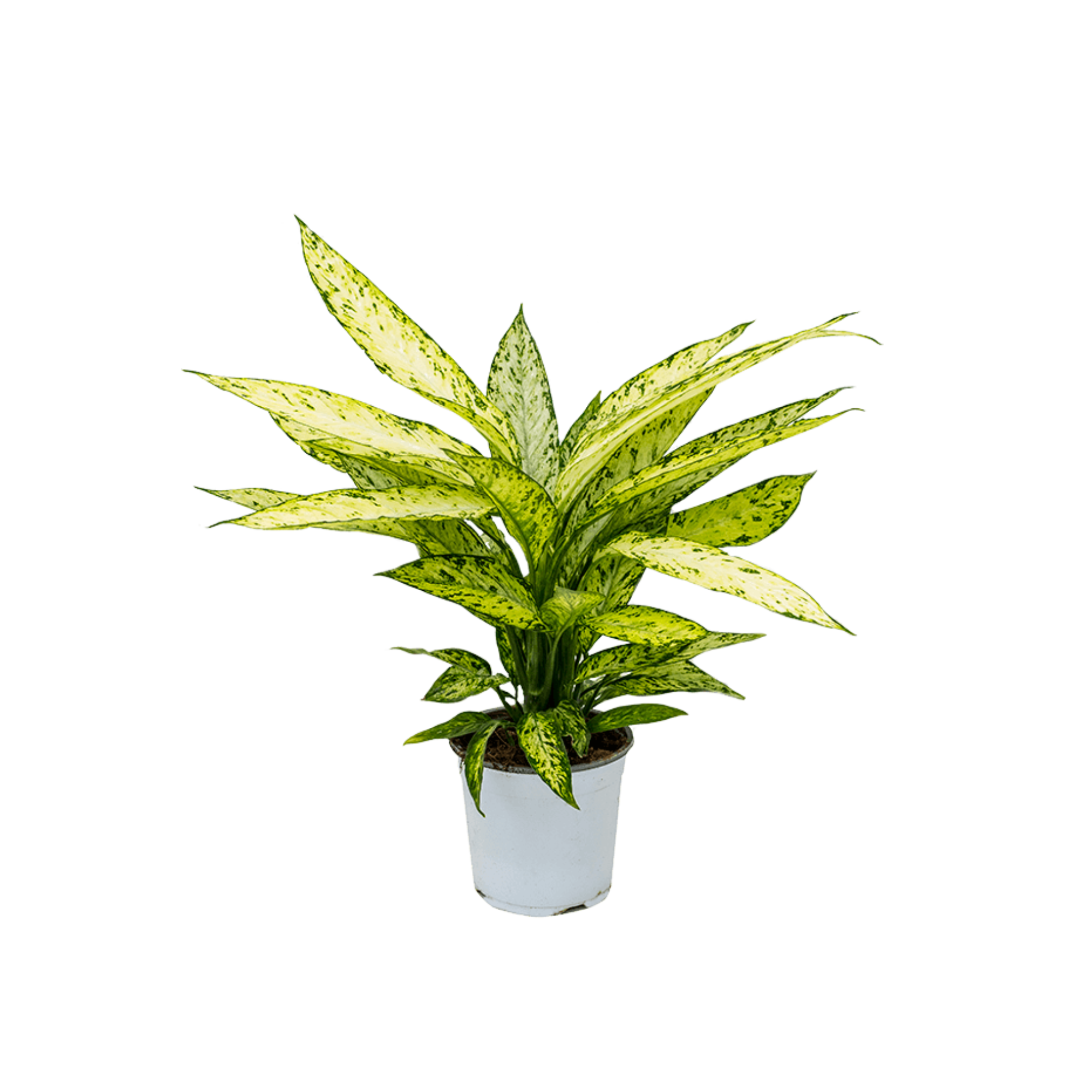 Dieffenbachia &