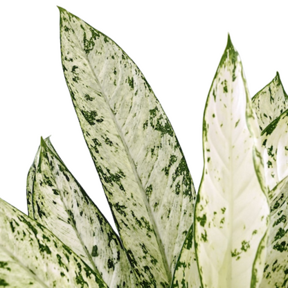 Dieffenbachia &