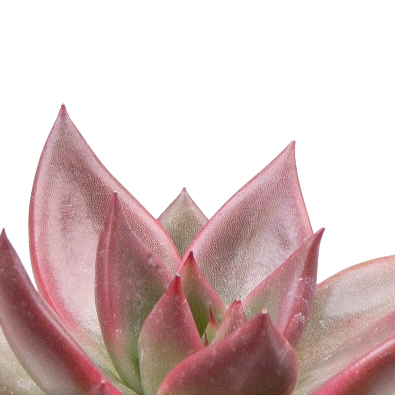 Echeveria &