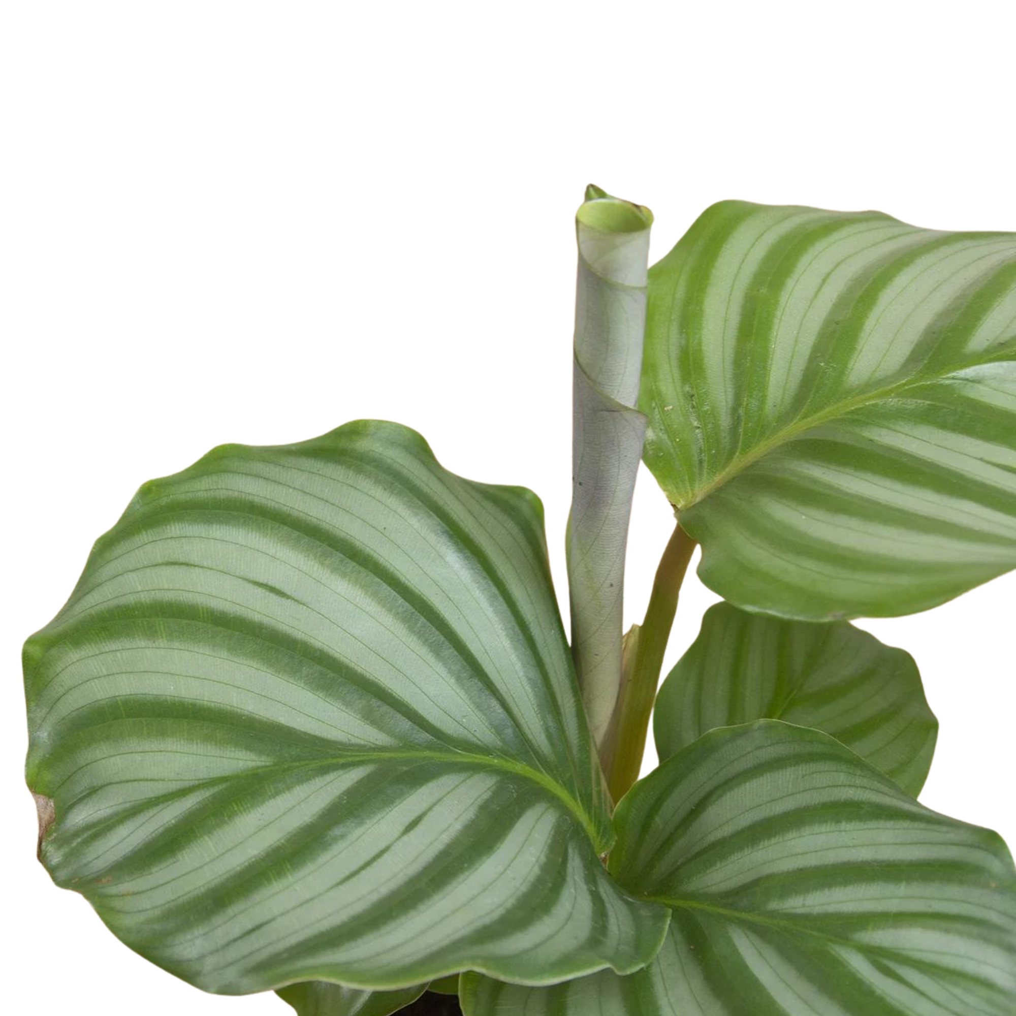 Calathea orbifolia | stekje