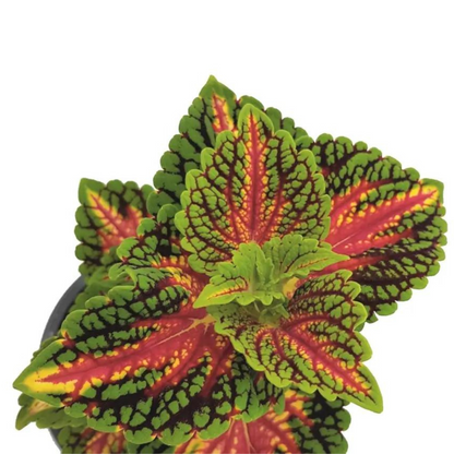 Coleus &