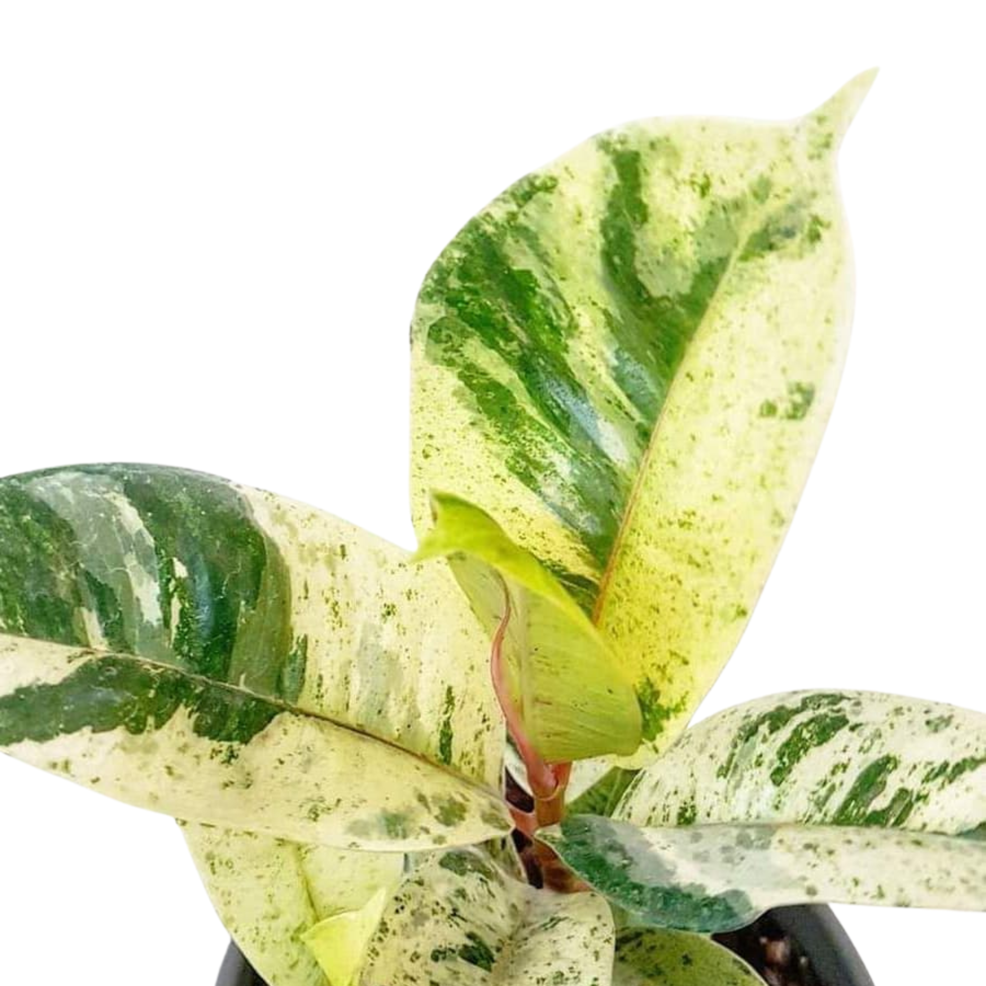 Ficus elastica &