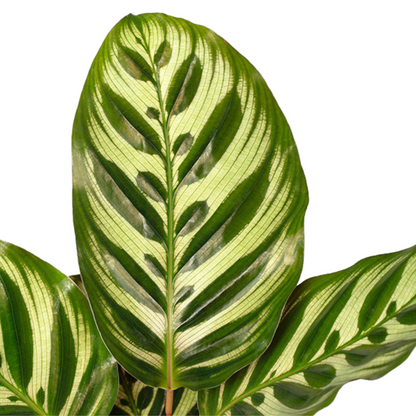 Calathea makoyana | medium