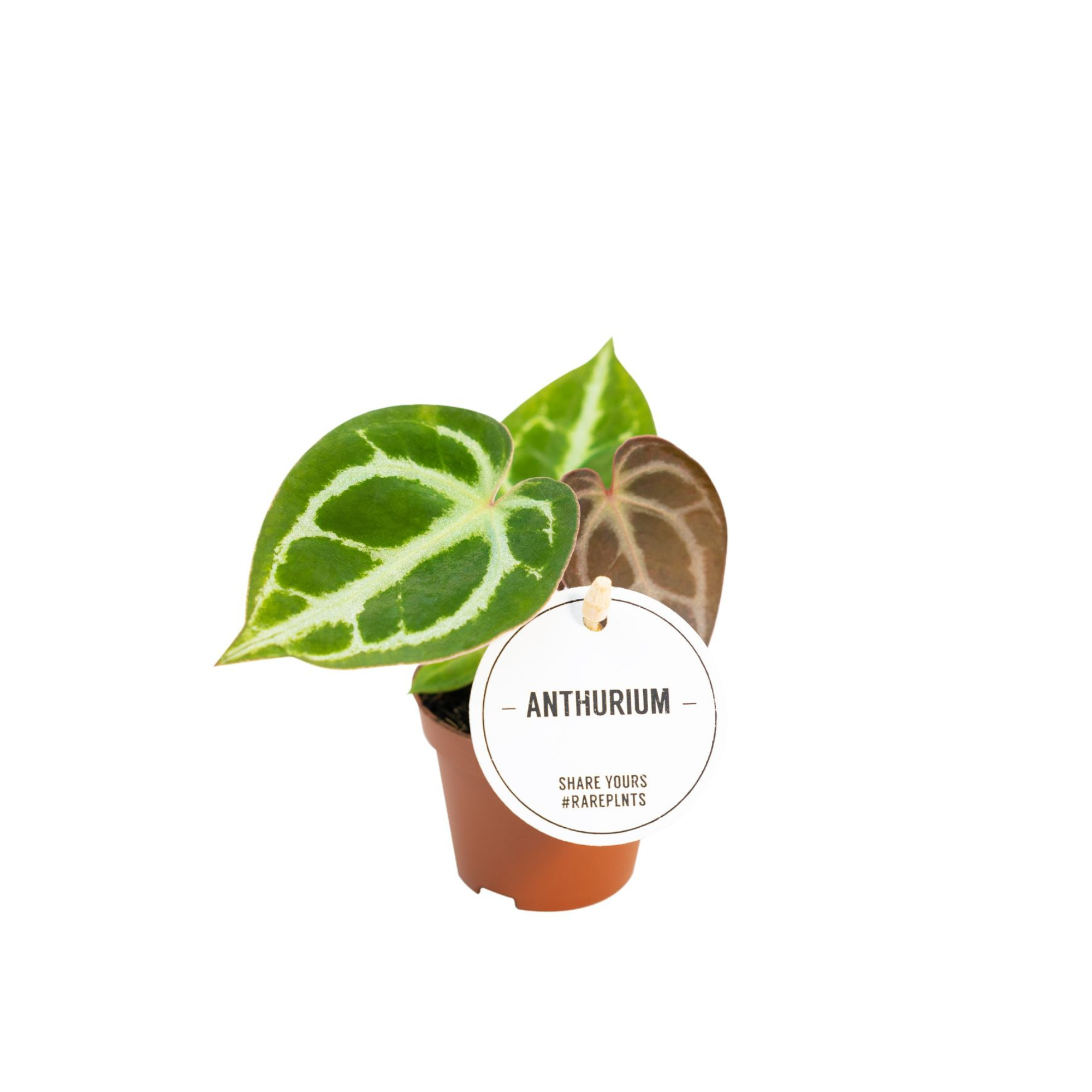 Anthurium crystallinum | stekje