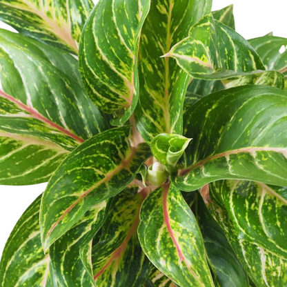 Aglaonema &