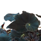Begonia rex 'Dark Mambo'