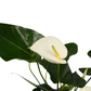 Anthurium 'White Champion' | medium