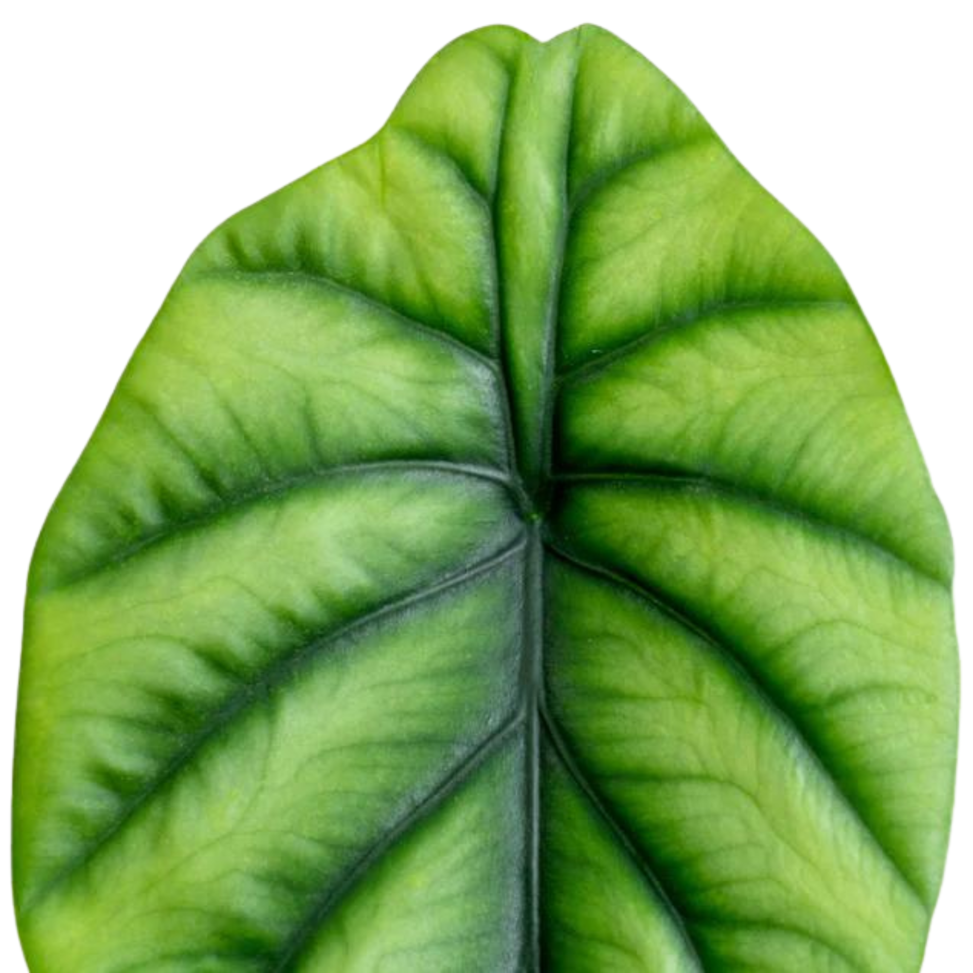 Alocasia clypeolata &