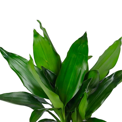 Dracaena &