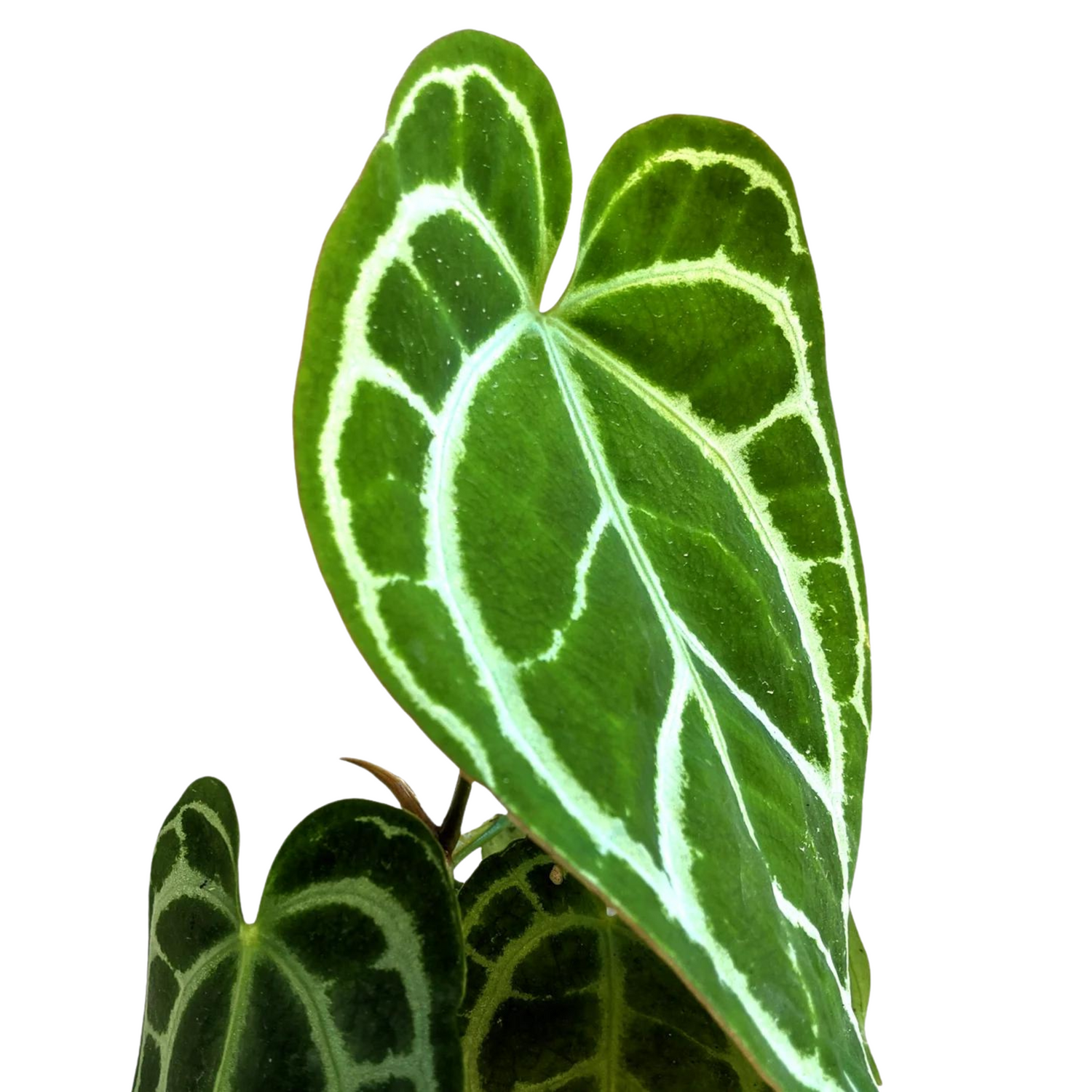 Anthurium crystallinum | stekje