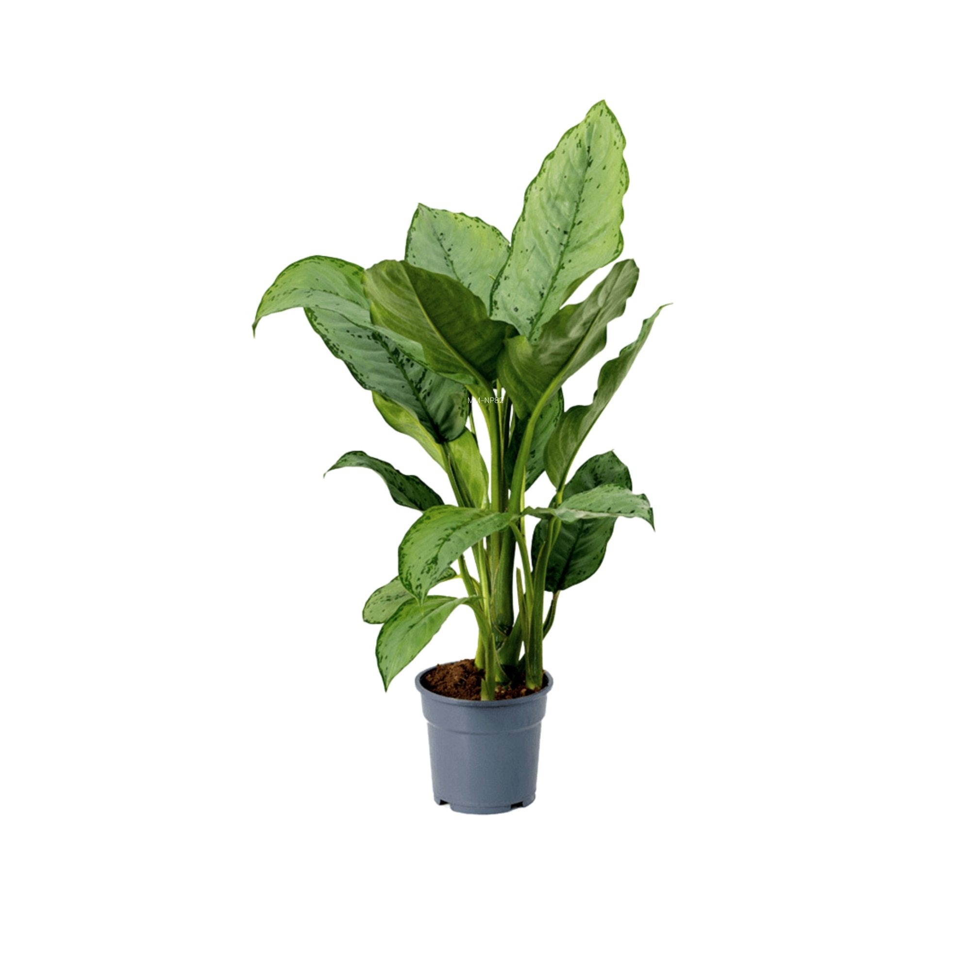 Aglaonema &