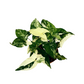 Syngonium 'Albo variegata'