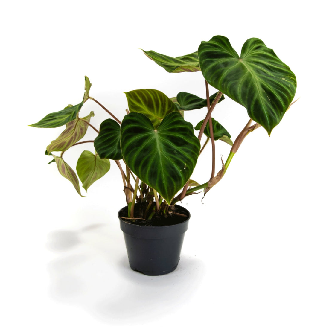 Philodendron verrucosum &