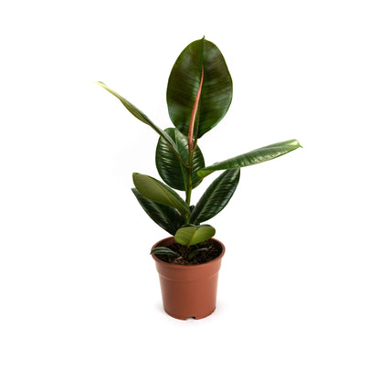 Ficus elastica ‘Robusta’ | medium