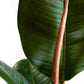Ficus elastica ‘Robusta’ | medium