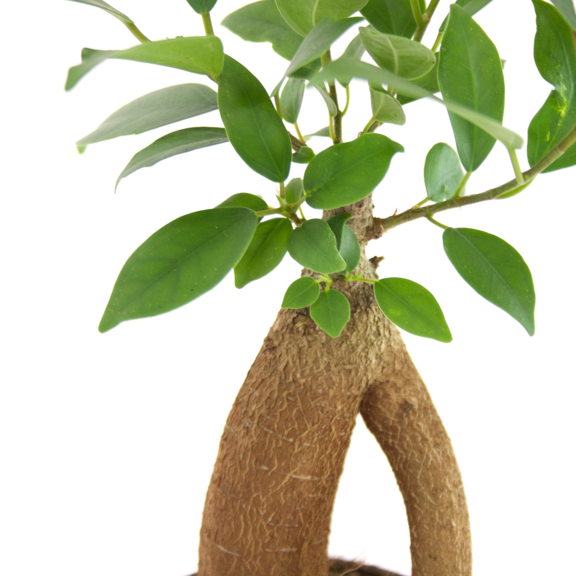 Ficus retusa &