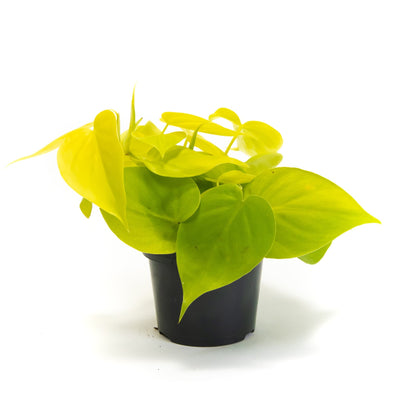 Philodendron &