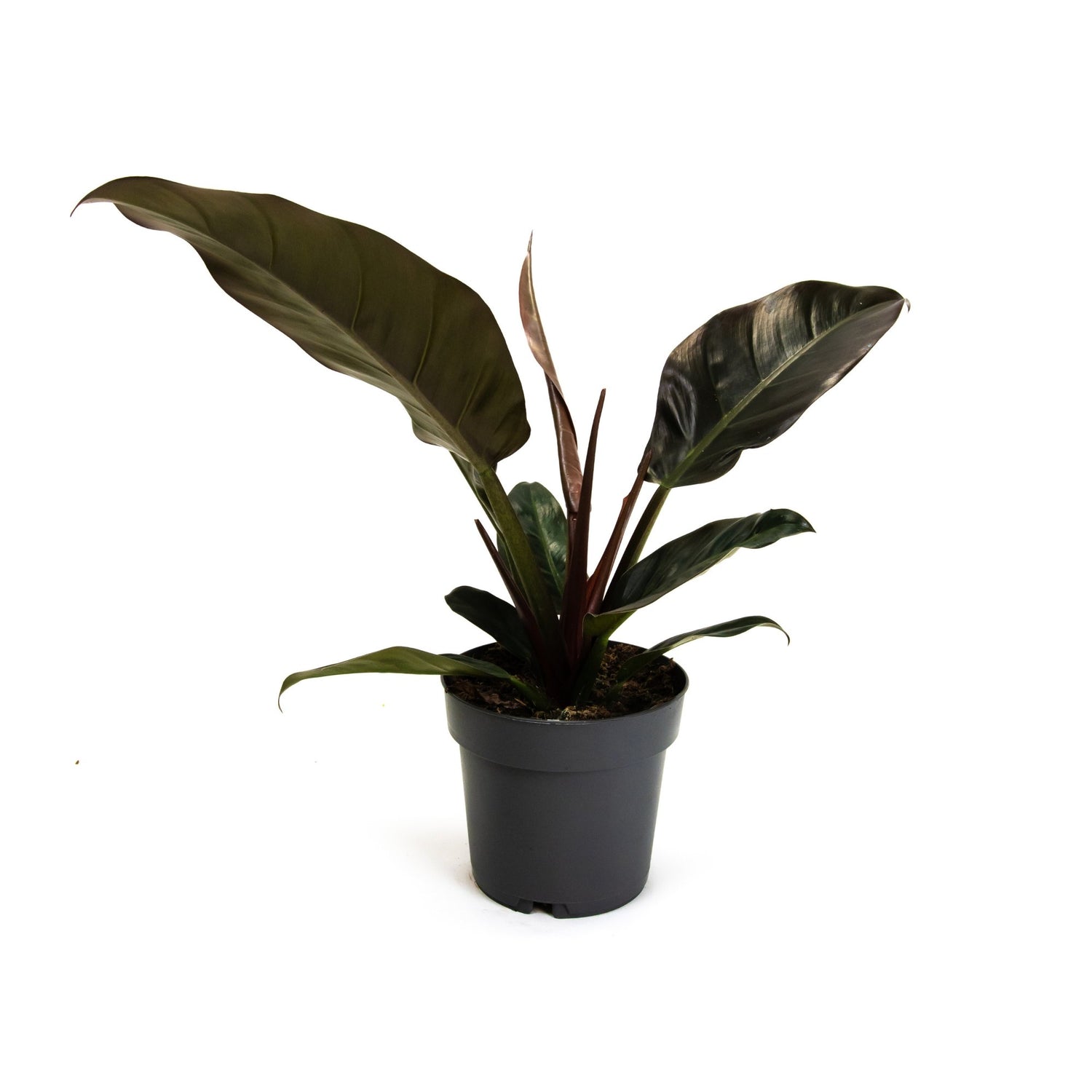 Philodendron &