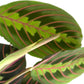 Maranta leuconeura 'Tricolor'