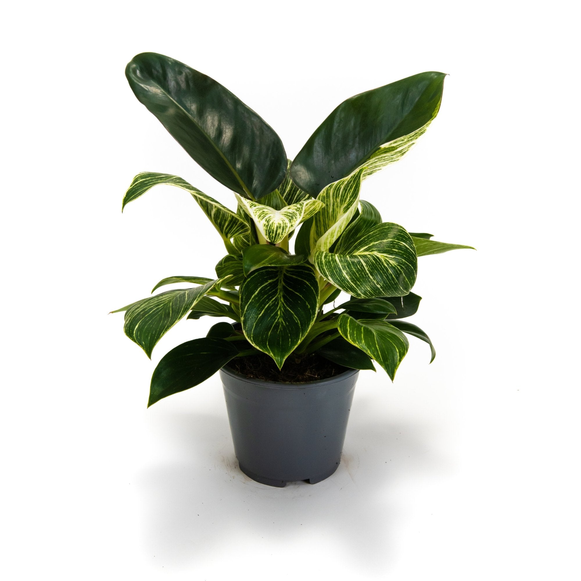 Philodendron Birkin